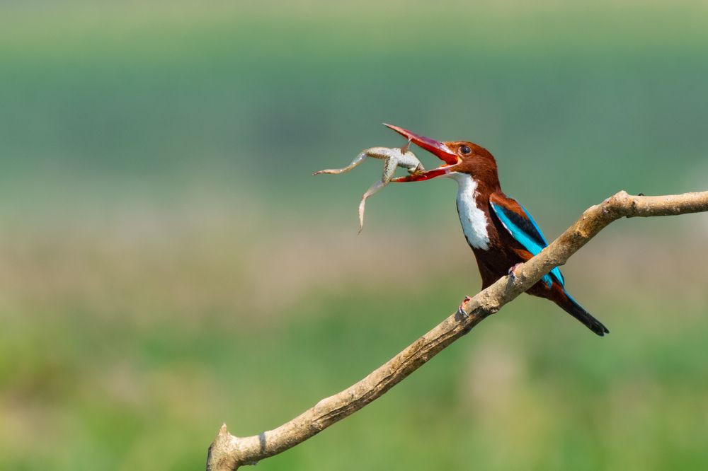 Photograph by SUHAS MANDAL