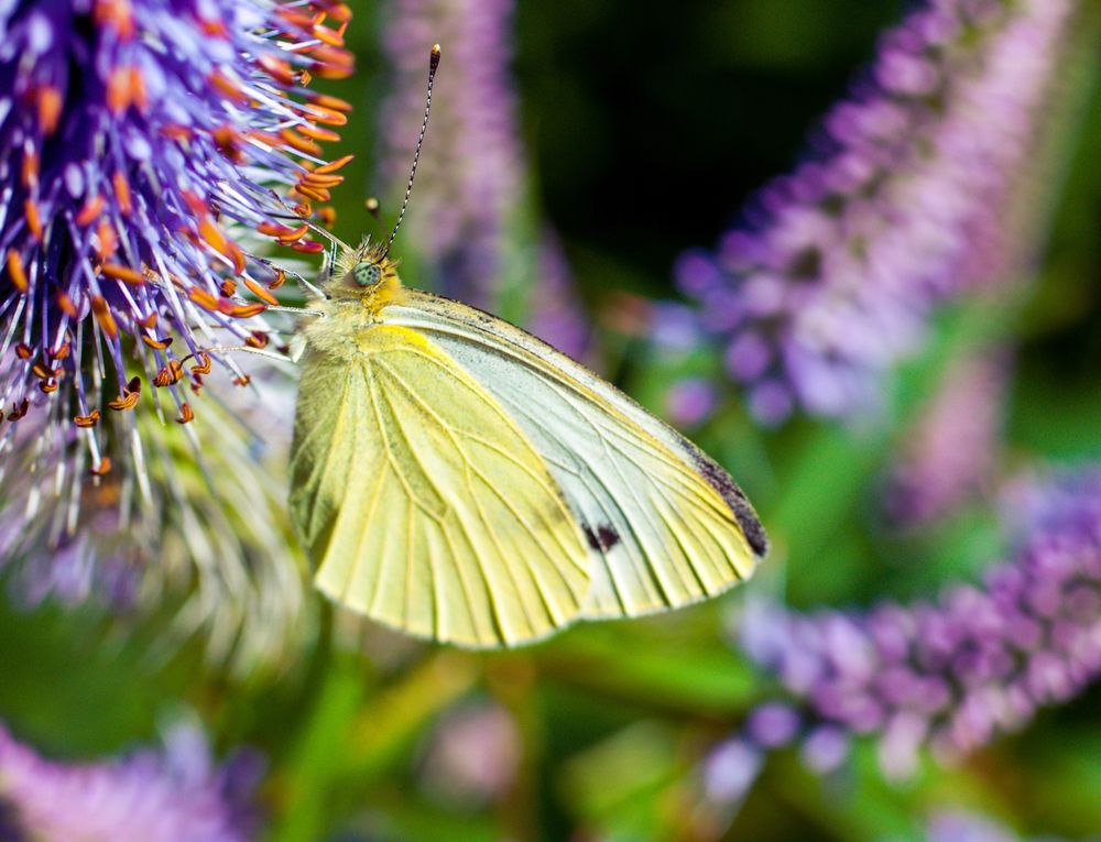 Photograph by Marina Mossiy