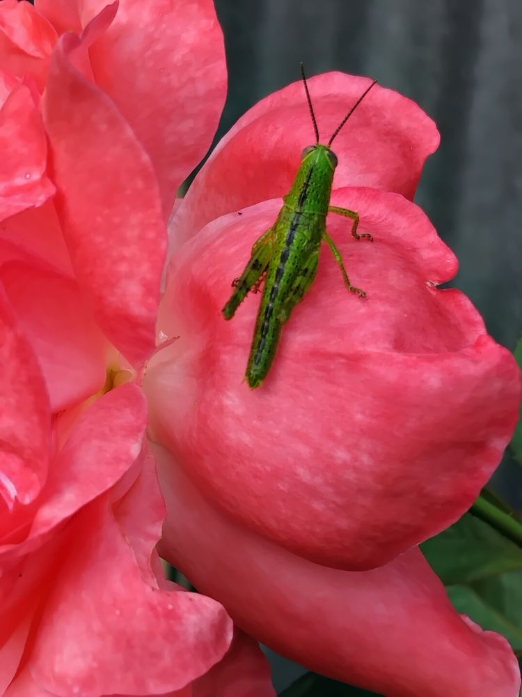 Photograph by muhamad afdal adal