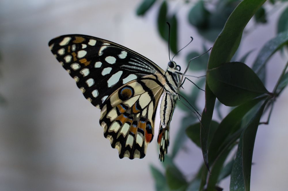 Photograph by Mina Mamdouhi