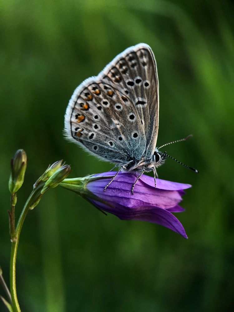 Бабочка и колокольчик