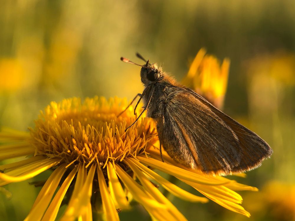 На солнечной поляне
