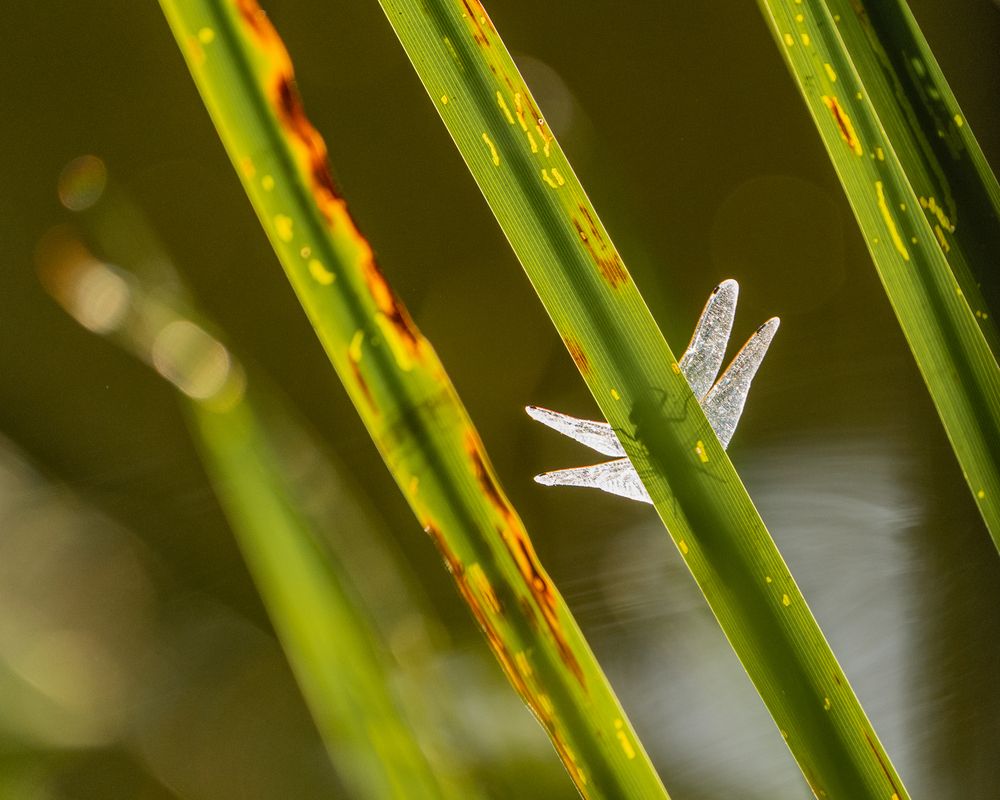 Photograph by Роман Данильчик