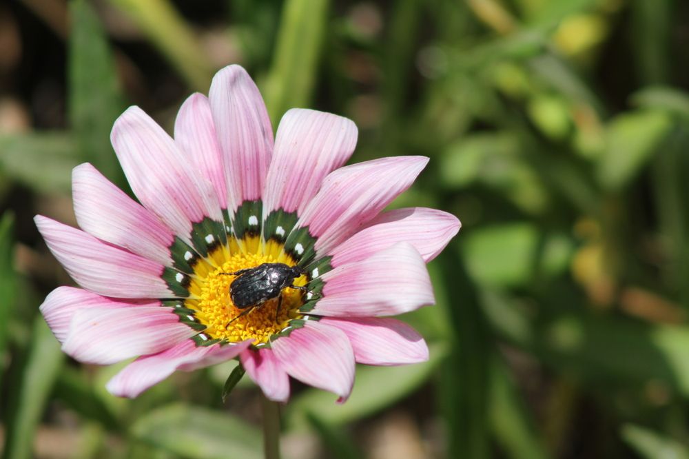 Photograph by mansour Hamdaoui