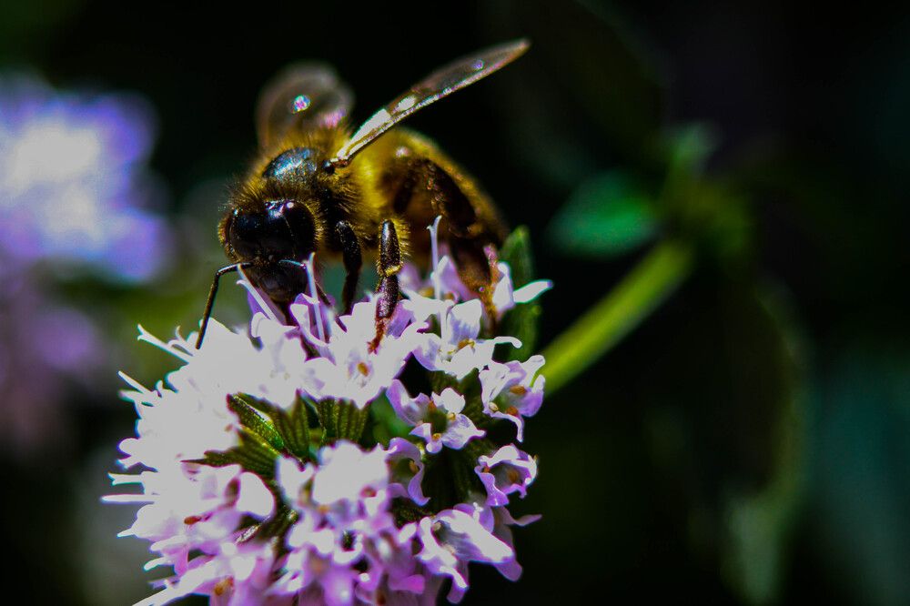 Photograph by mansour Hamdaoui