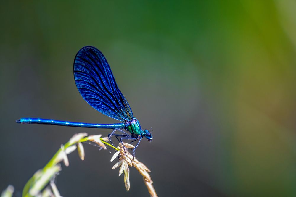 Photograph by Javier Villoslada