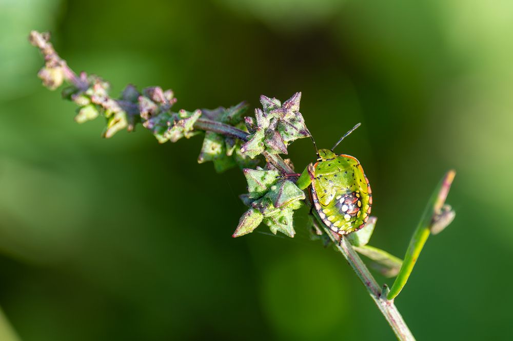 Photograph by Javier Villoslada