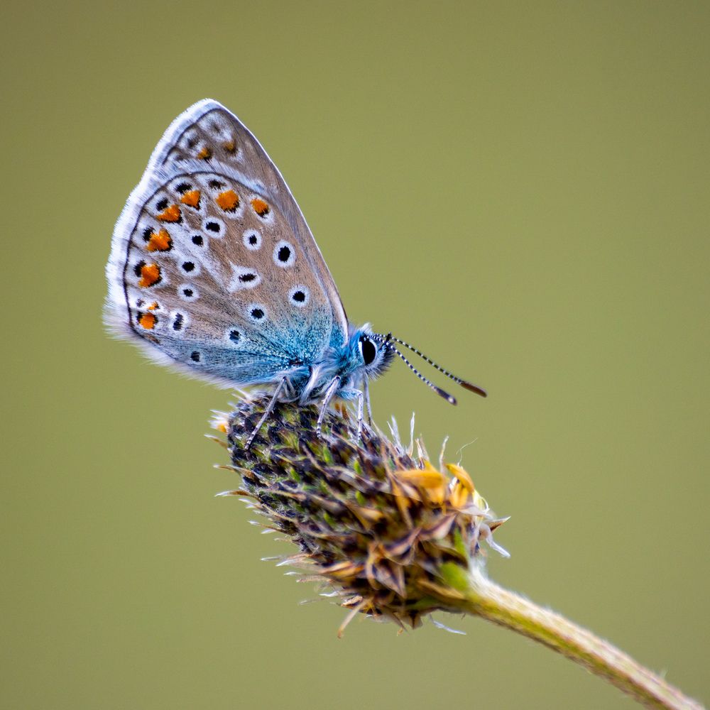 Photograph by Javier Villoslada