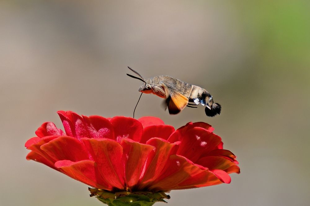 Photograph by Михаил Косолапов