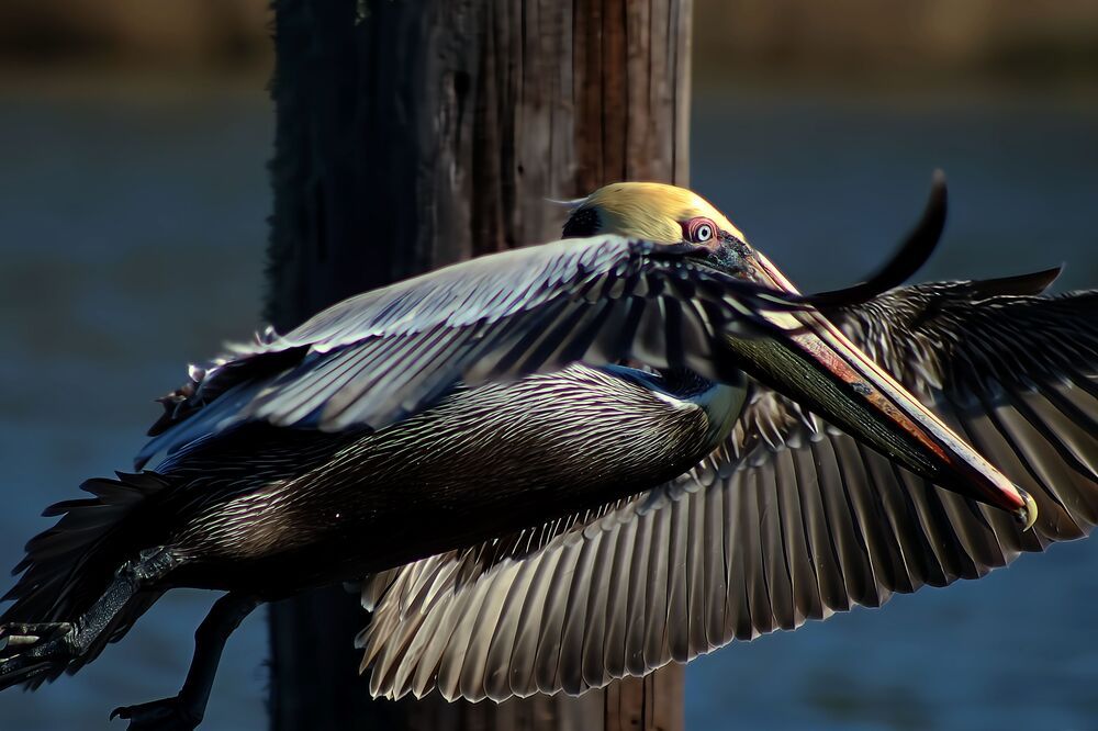Feathered Velocity: The Brown Pelican Taking Flight