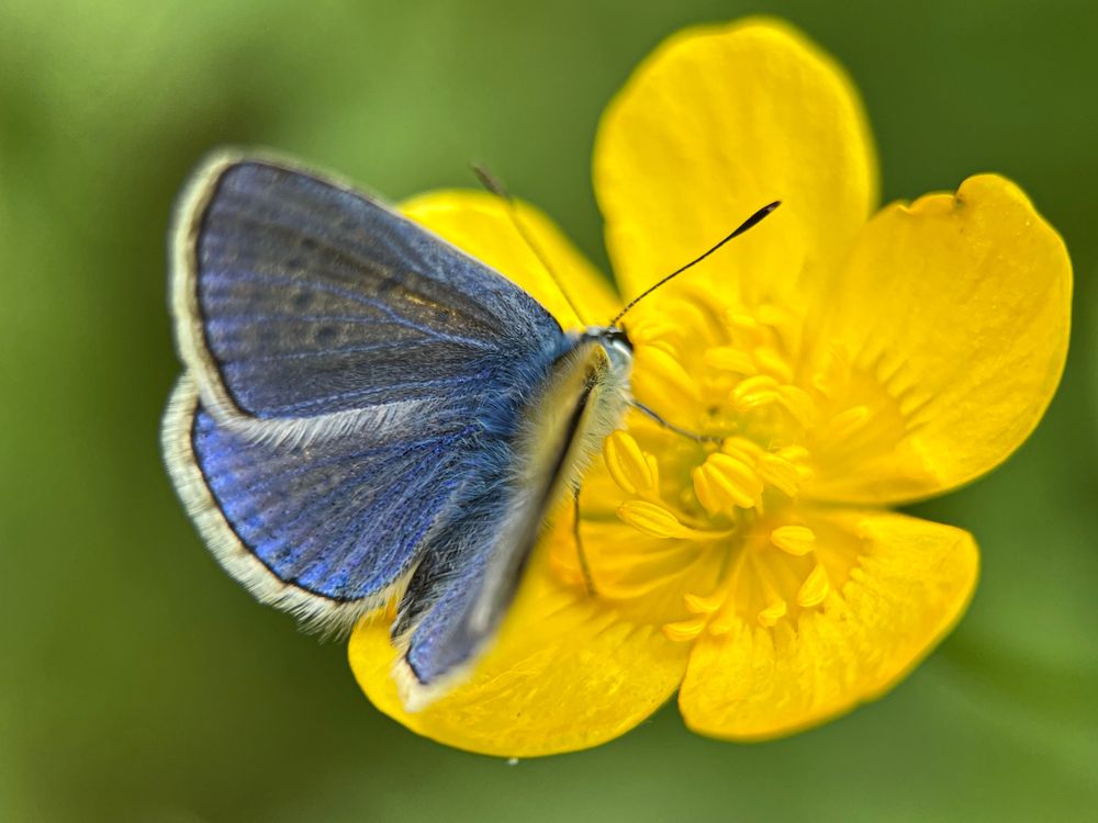 Голубянка на лютике