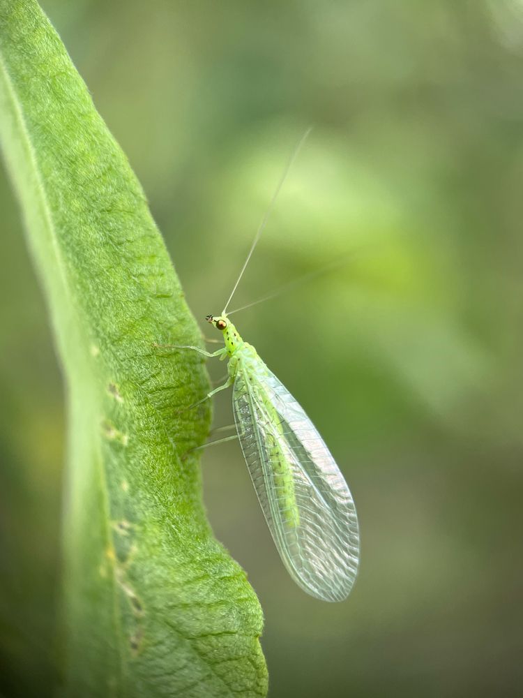 Златоглазка