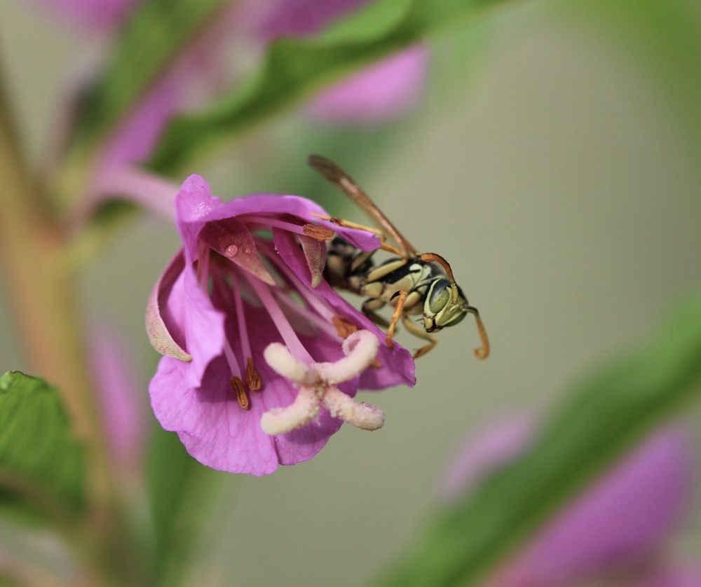 Photograph by Леунина Людмила