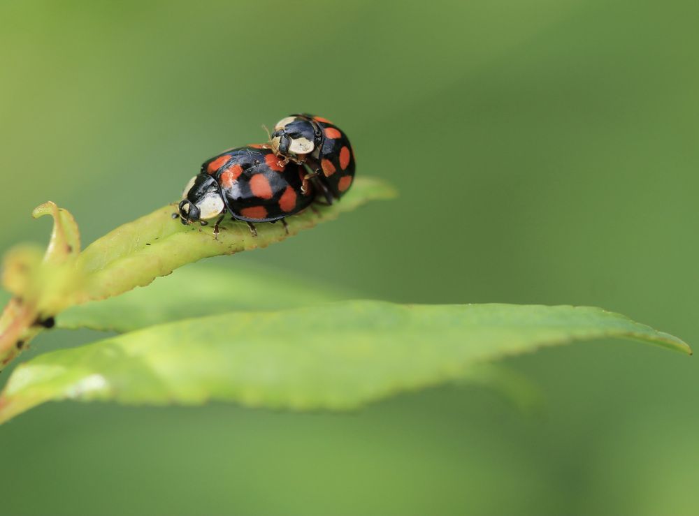 Photograph by Леунина Людмила