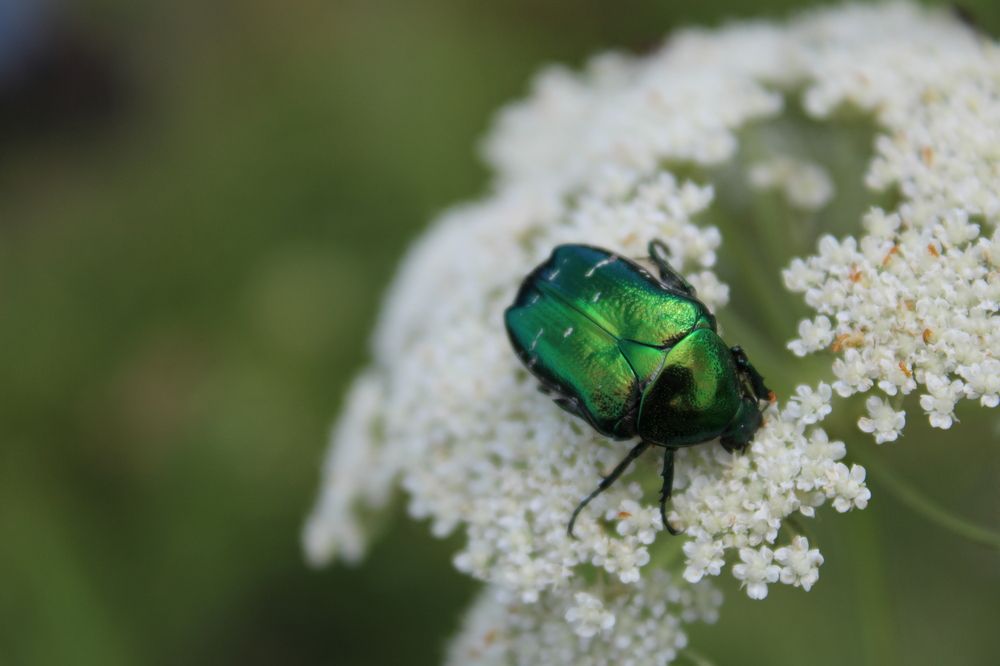 Photograph by Елена Коробченко