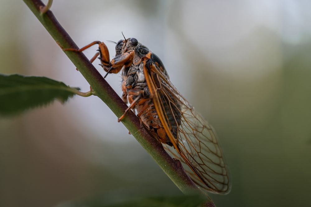 Photograph by Абдул Мигруев