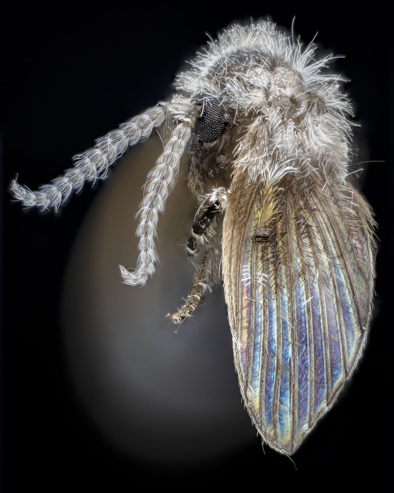 Psychodidae – Mosca de la humedad – Drain fly