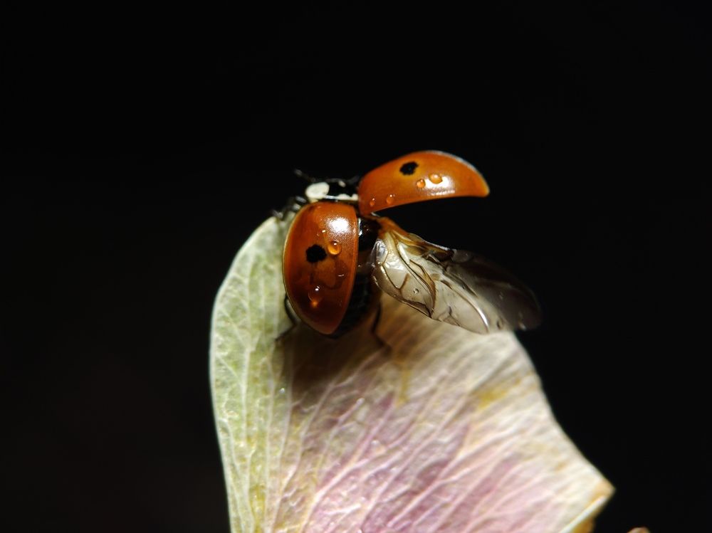 Checking all systems before takeoff