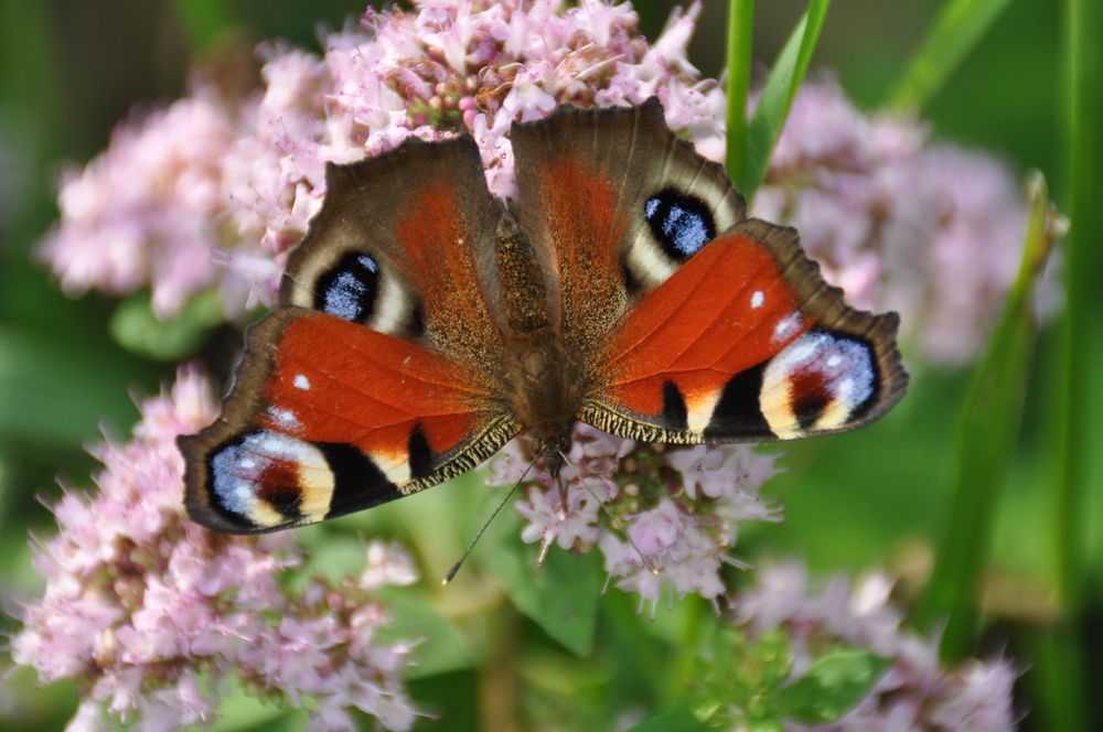 Павлиний глаз