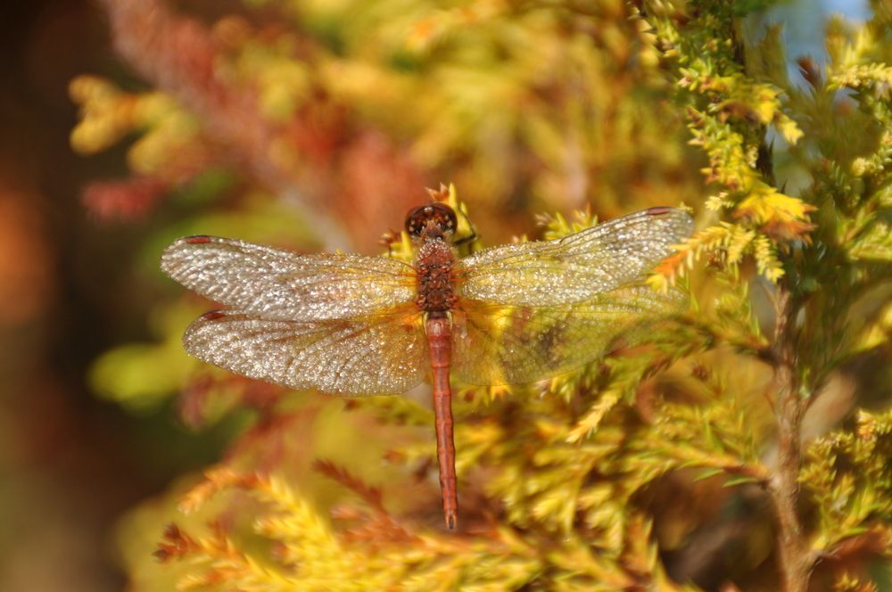 Раннее утро