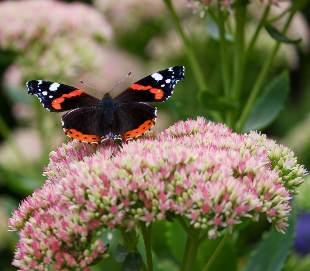 Фотография автора Elvijs Kalnins