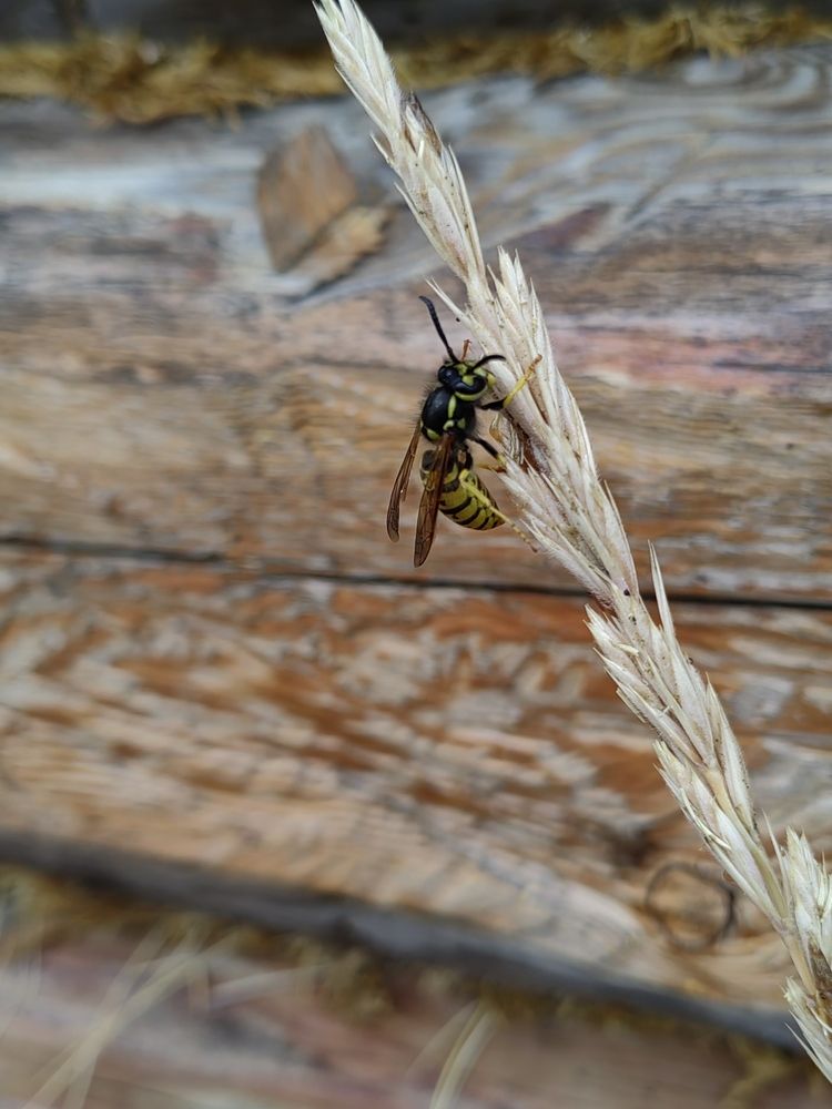 Photograph by Анна Горичева