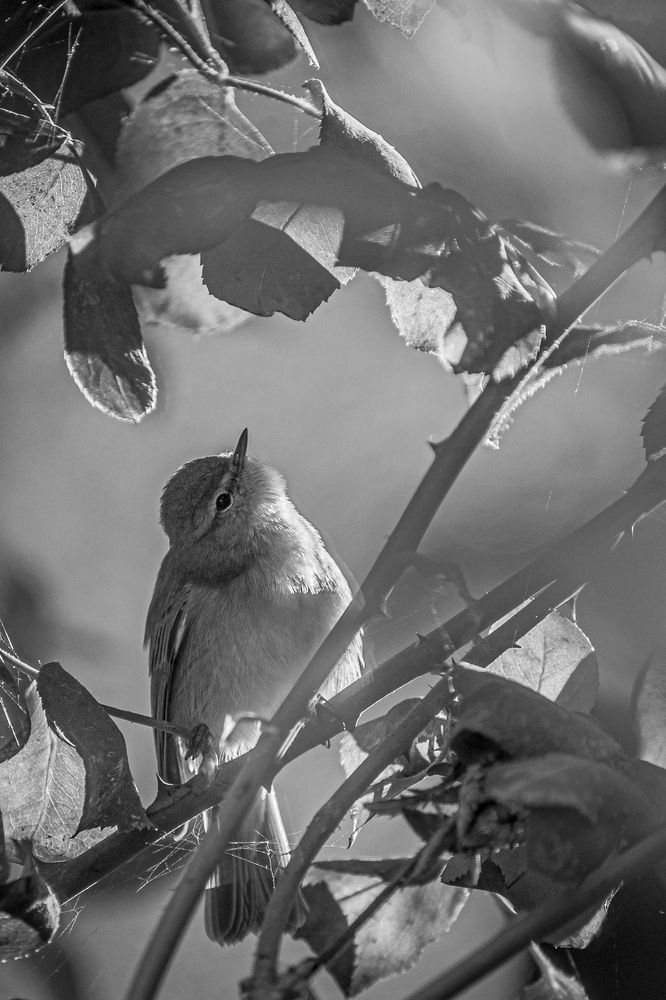 Photograph by kamel draa