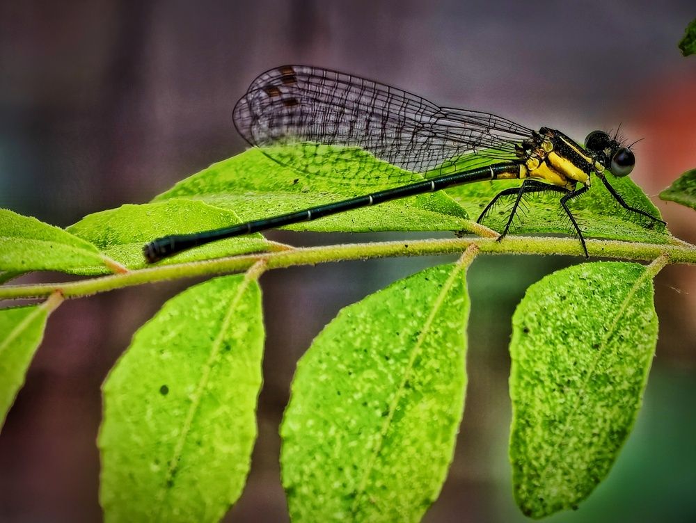 Photograph by SHIV Singh