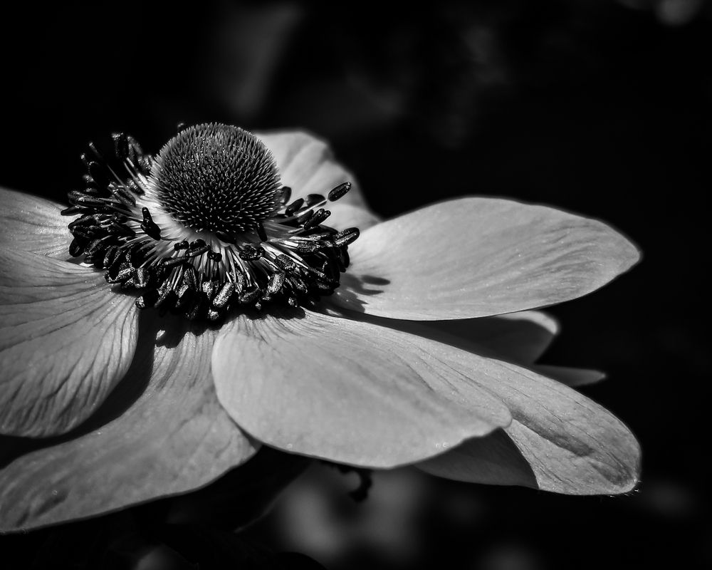 Photograph by SUZUKI Kazumichi