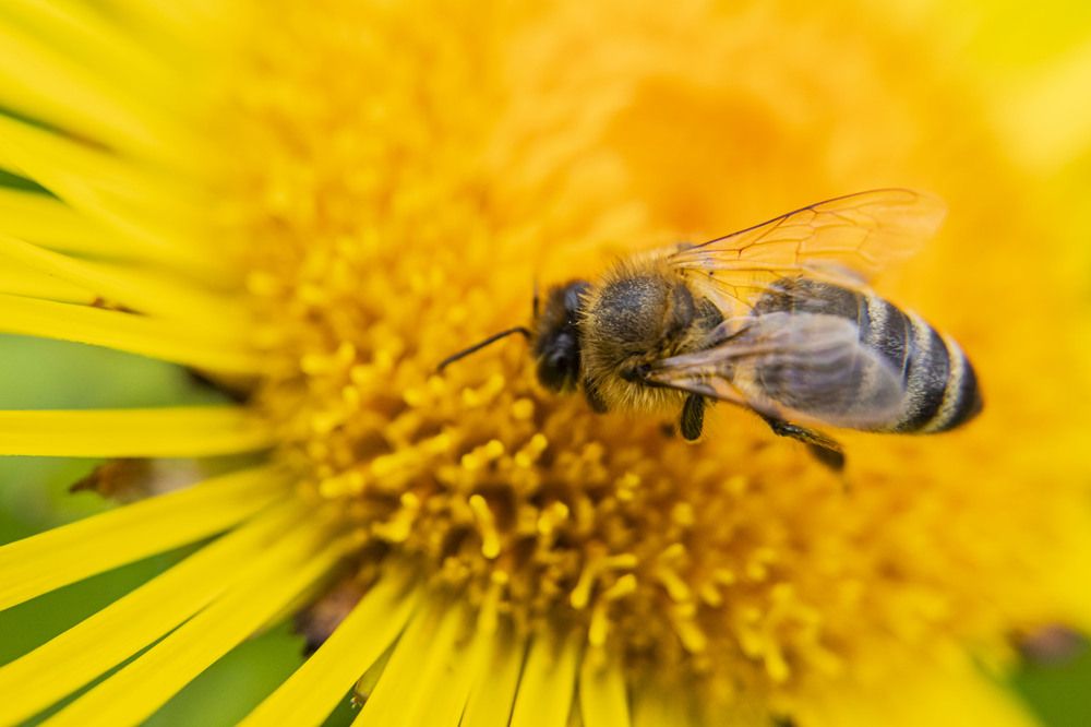 Photograph by Елена Перминова