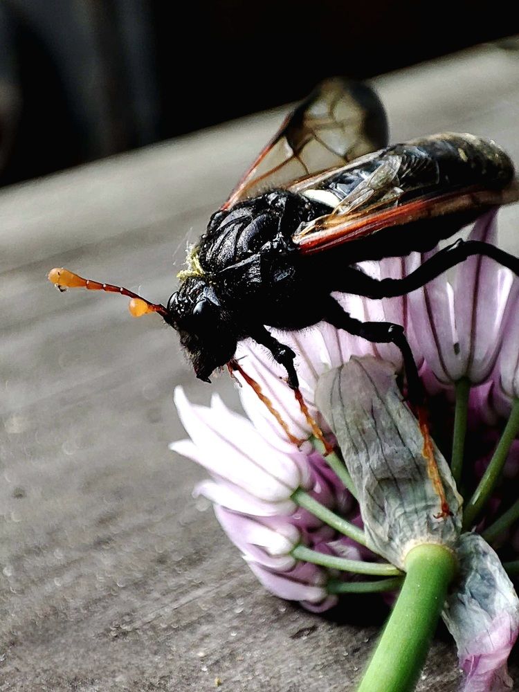 Фотография автора Нина Зинченко