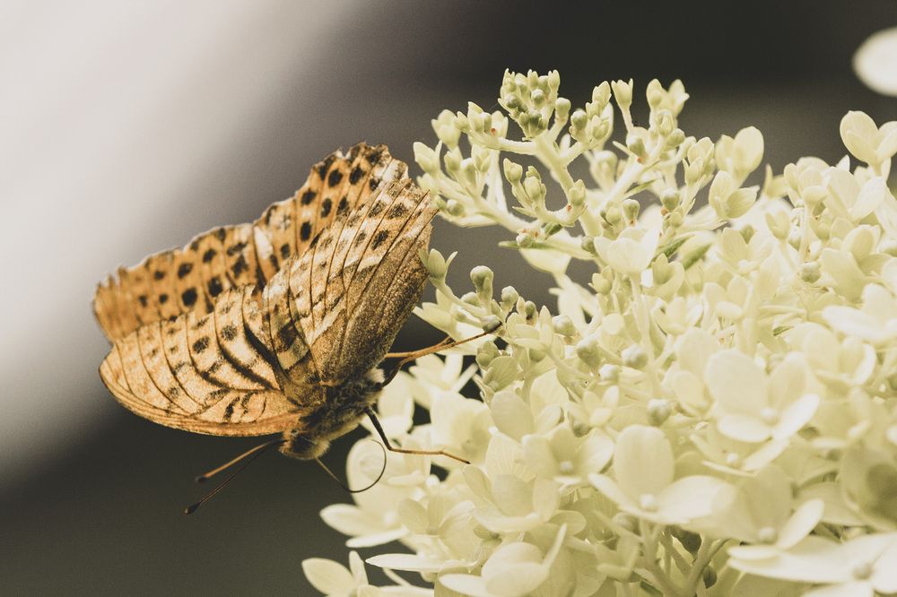 Photograph by ИРЕНА Цурпал