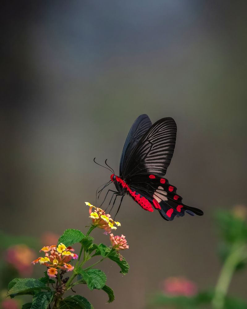 Photograph by Prabhat Ghosh
