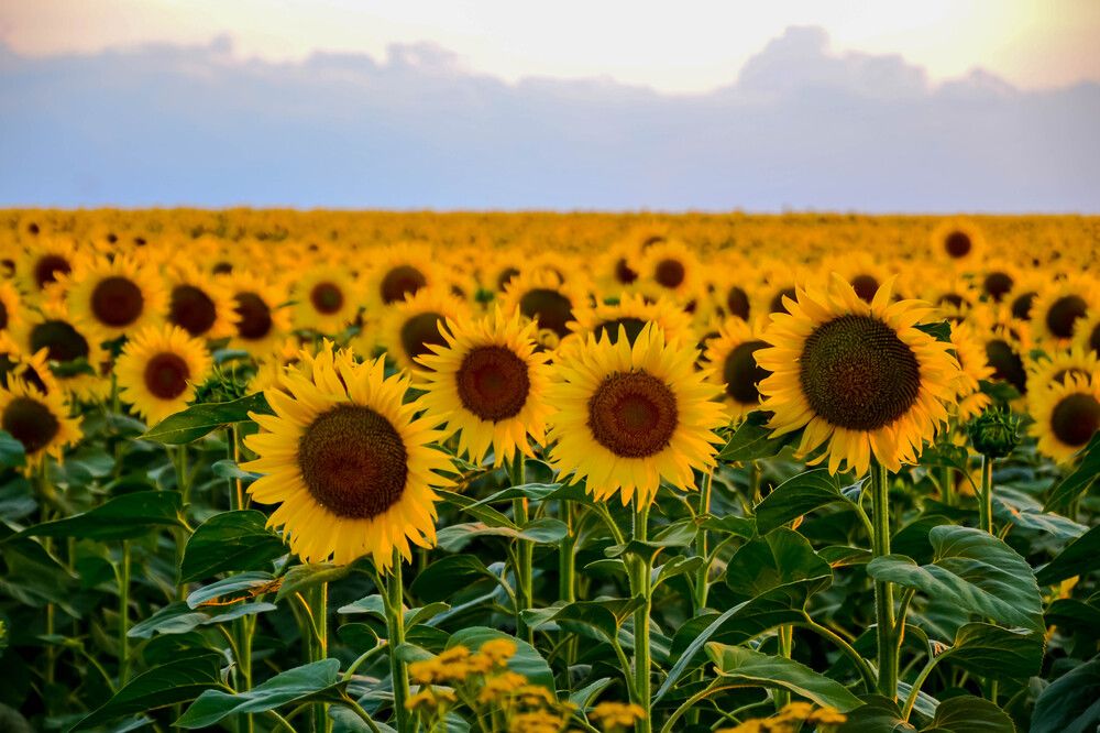 Photograph by Епишев Андрей