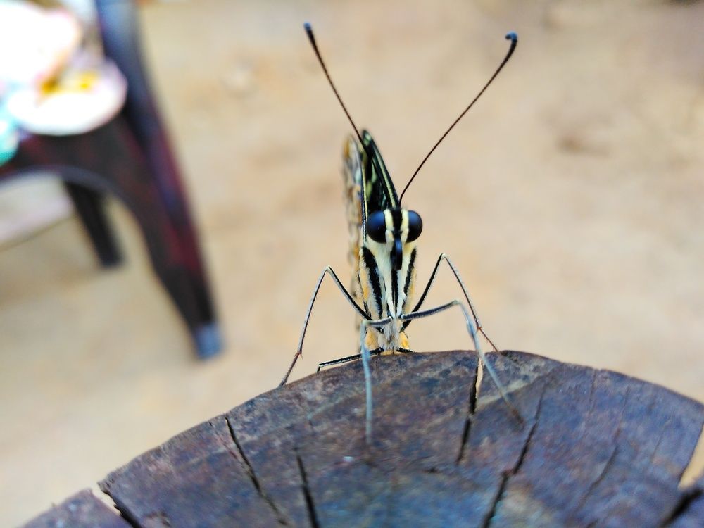 Photograph by KRISHNA CHANDRA DULE