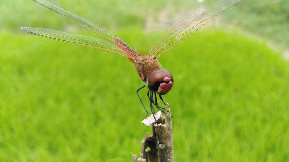 Photograph by KRISHNA CHANDRA DULE