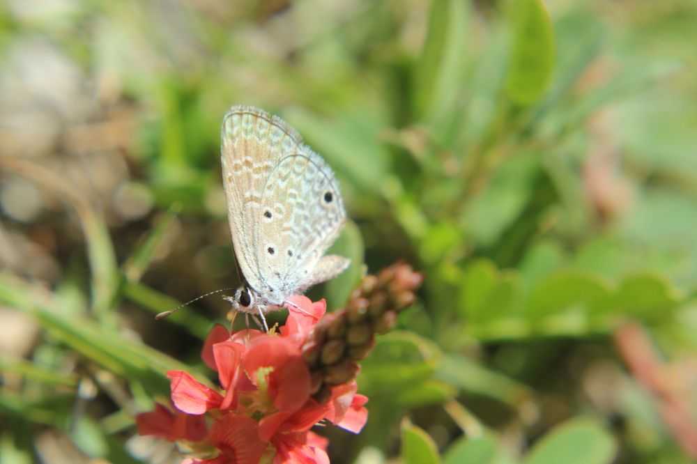 Photograph by CRINALDO REIS