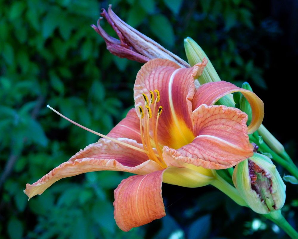 Fire Sedge Lily