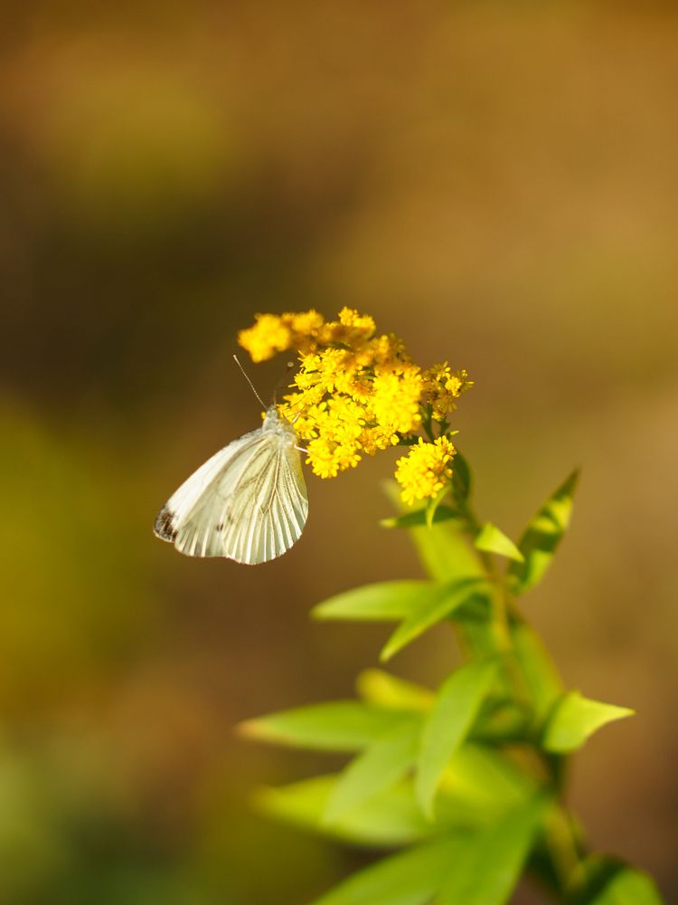 Photograph by Гусева Марина