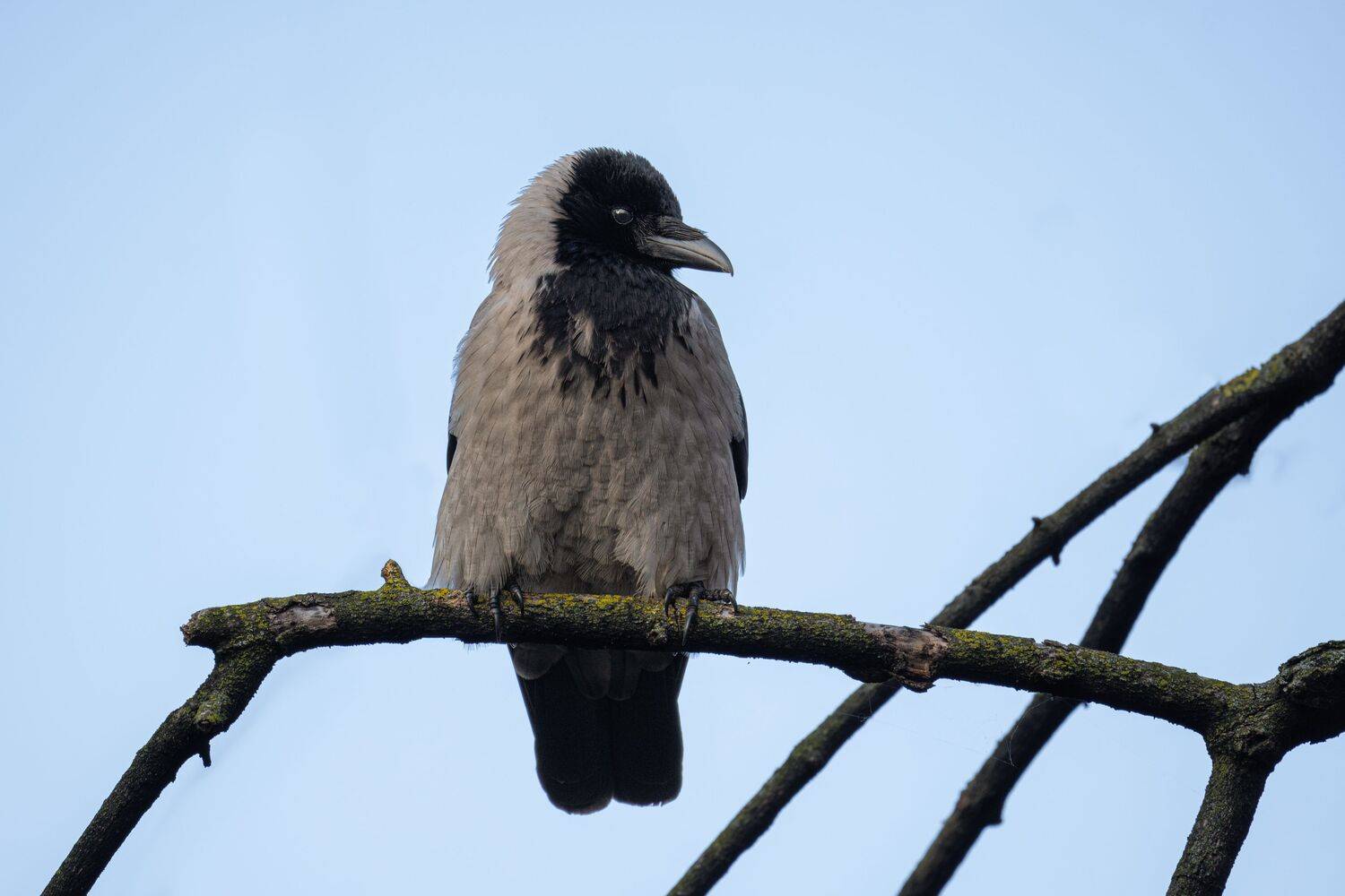 Photo #12072467