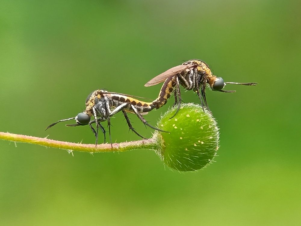 Photograph by Zaki Purnomo