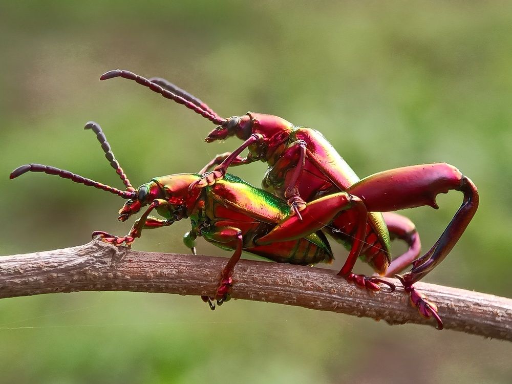 Long legged leaf beetle