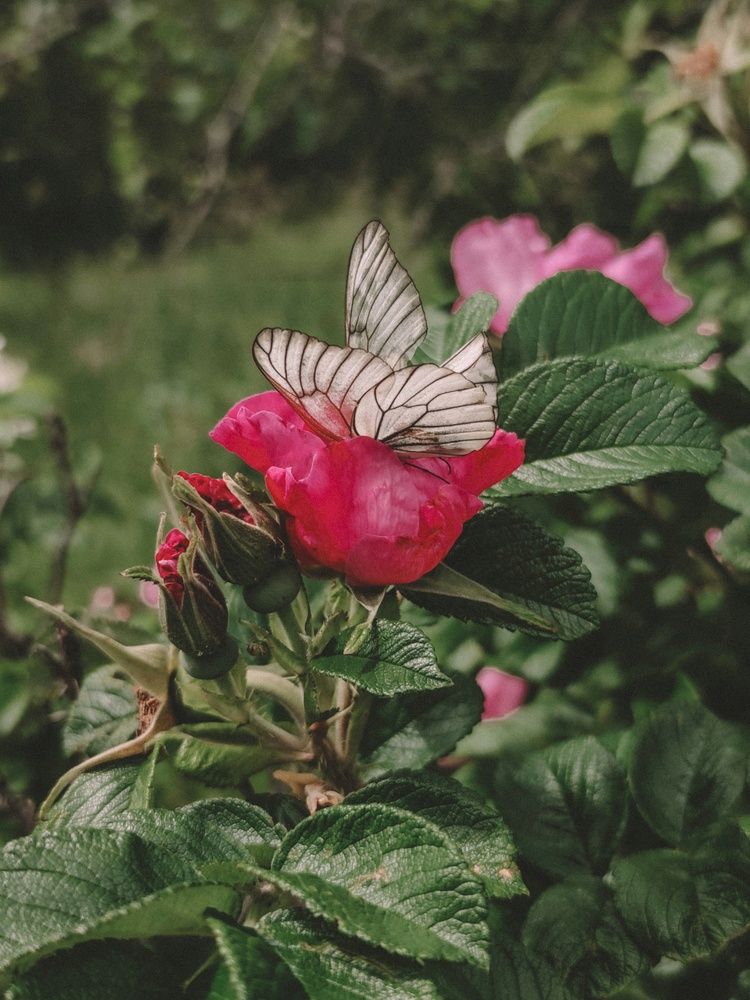 Фотография автора Наталья Силантьева