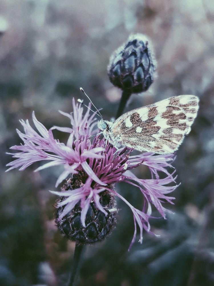 Фотография автора Наталья Силантьева
