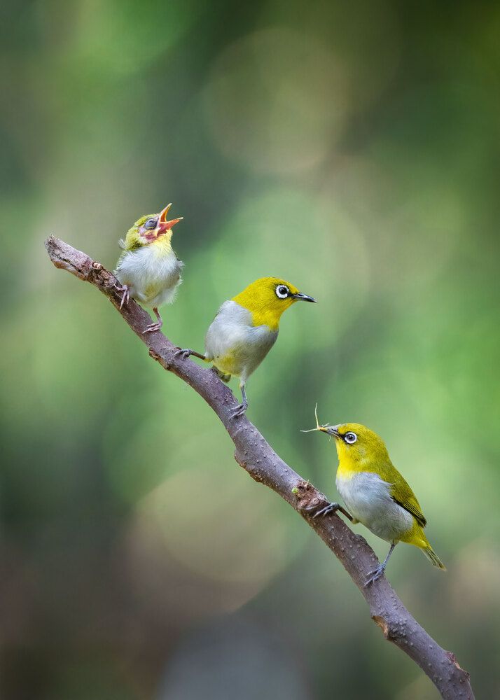 Photograph by Biplab das