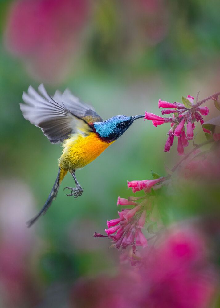 Photograph by Biplab das