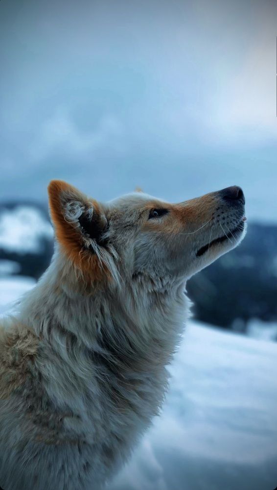 Whispers of the wind