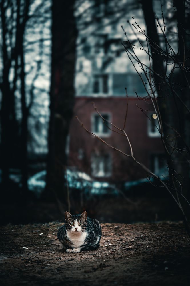 Фотография автора Ilya Str
