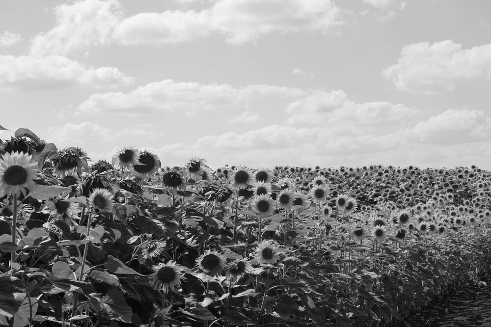 Photograph by Елена Коробченко