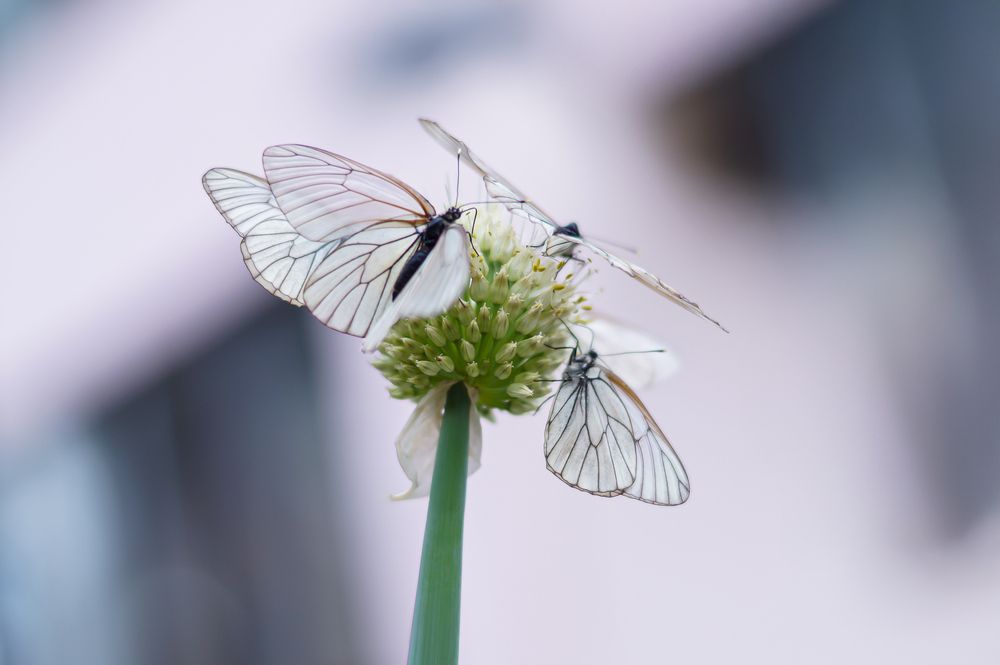 Photograph by Gulfiay
